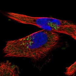 YIPF4 Antibody, Novus Biologicals:Antibodies:Primary Antibodies